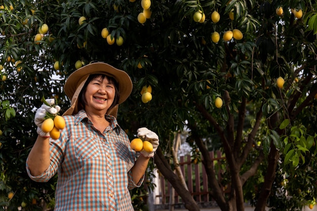Senior Aziatische boer oogst verse zoete gele Marian-pruimen of Gandaria-fruit Maprang of mayongchit exotisch tropisch fruit