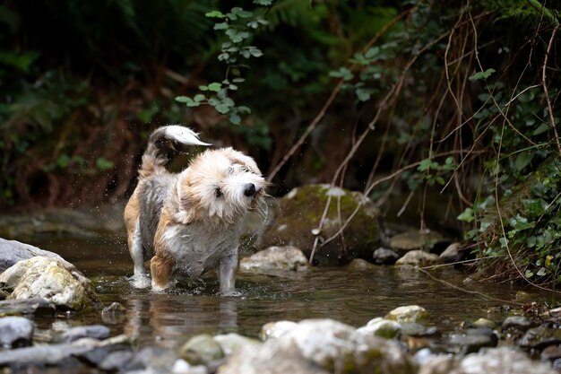 Senior beagle en buizerd mengen hondenbaden in de rivier en schudden het water, water, rotsen en vegetatie af