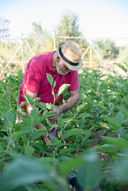 Senior boer met een hoed die aubergines verzamelt op het biologische veld Duurzaam landbouwconcept en gezond levensstijlconcept