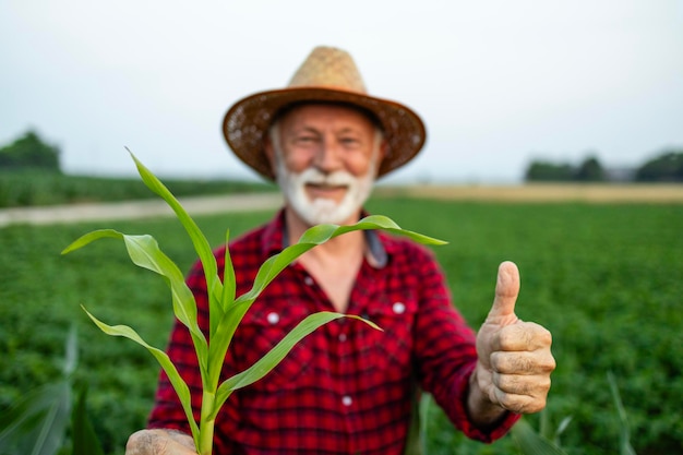 Senior boer met maïsstengel in het veld Succesvolle industriële productie van graan