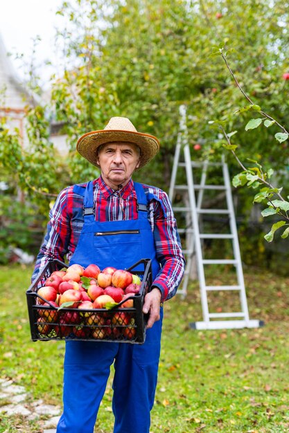Senior boer oogst appels in biologische appelboomgaard Bejaarde man met doos met veel appels Verticale weergave