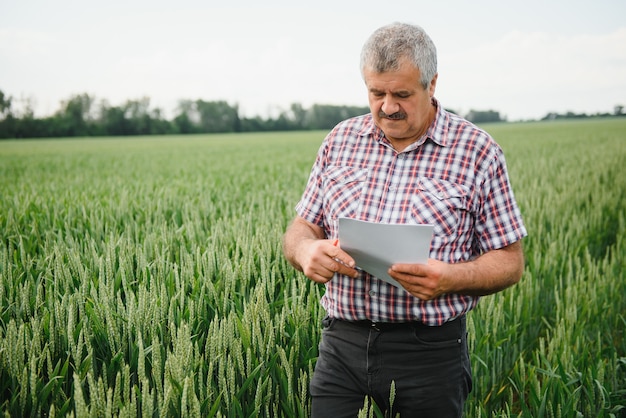 Senior farmer agronomist in a wheat field