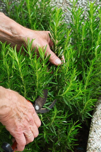 Senior farmer cutting rosemary with garden pruner in hands