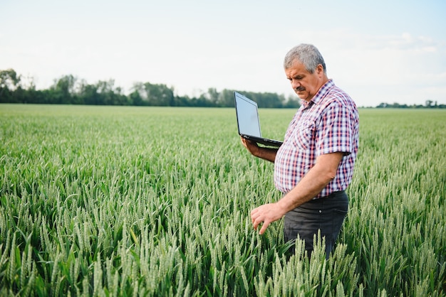 Senior farmer in filed examining and looking at laptop