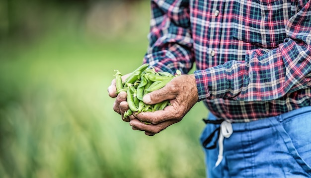 Senior farmer holding in her hans fresh peas.