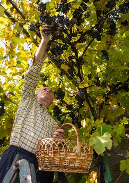 Senior farmer inspecting the fresh grape crop. Senior man harvesting grapes in vineyard