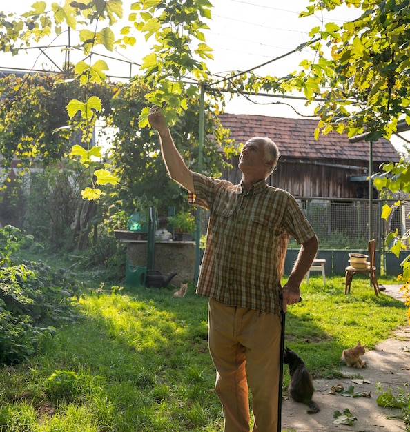Agricoltore senior che ispeziona il raccolto dell'uva fresca. uomo anziano che raccoglie uva in vigna