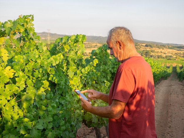 수석 농부는 전화 또는 태블릿 농업 개념으로 포도원의 품질을 검사합니다
