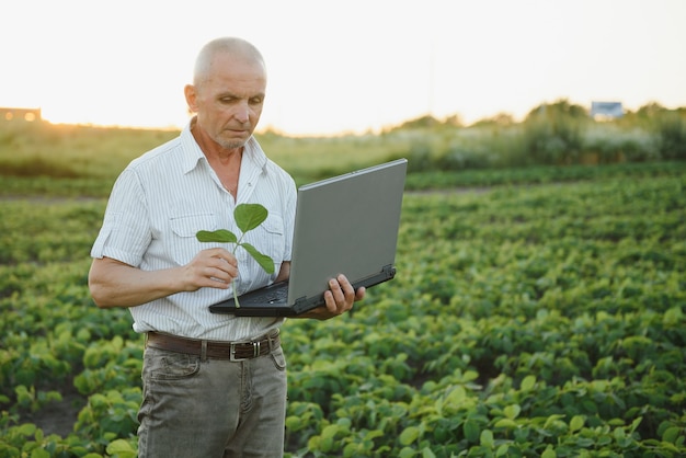 Senior farmer standing in soybean field examining crop