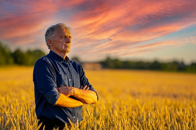 Senior farmer stands cross hands in gold field Professional agriculture worker at work Male in wheat field at sunset