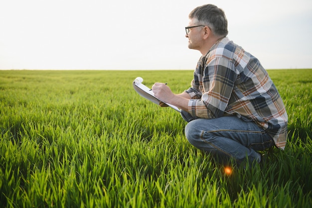 Senior farmer in wheat field and examining crop