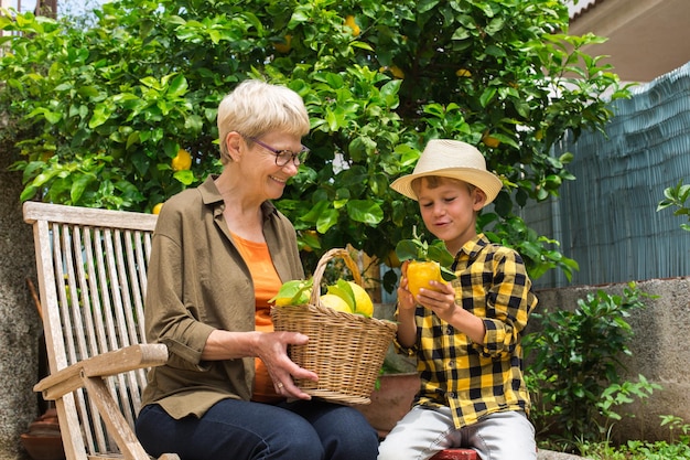 Senior farmer with boy harvesting lemons from the tree