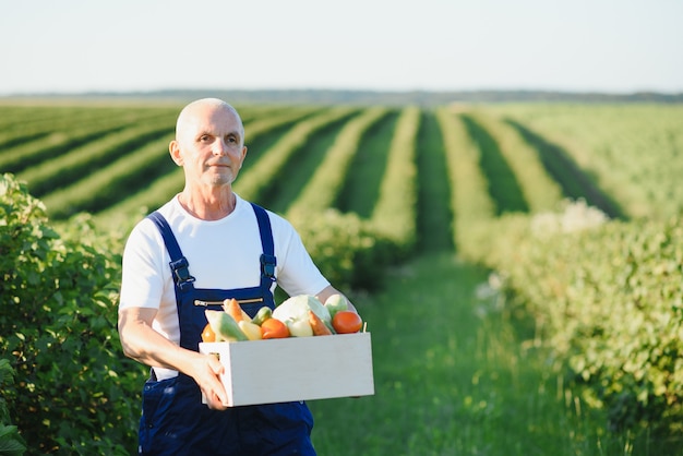 Coltivatore senior con verdure in una scatola nel campo