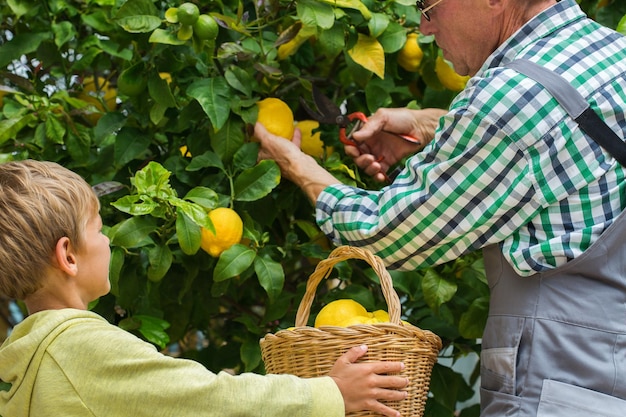 나무에서 레몬을 수확하는 어린 소년과 수석 농부