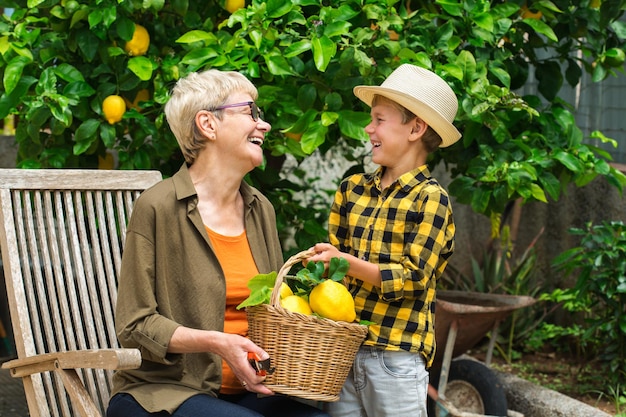 Agricoltore anziano, donna, nonna con ragazzo, nipote che raccoglie i limoni dall'albero di limoni nel giardino privato, frutteto. concetto stagionale, estivo, autunnale, nostrano, hobby.