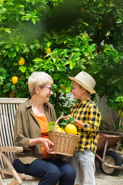 Старший фермер, женщина, бабушка с маленьким мальчиком, внук собирают лимоны с лимонного дерева в частном саду, саду. Сезонная, летняя, осенняя, доморощенная, концепция хобби.