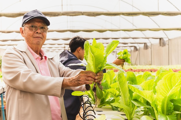 Senior father and son in organic farm in summer