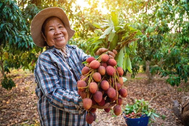 A senior female farmer happily shows off the newly harvested lychee in the lychee orchard Organic fruit agriculture concept