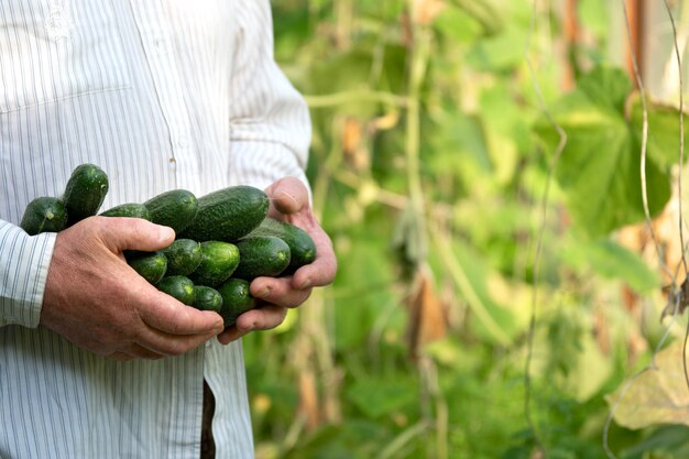 Senior gardener holding in hands ripe cucumbers in greenhouse