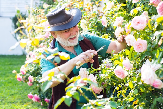 Senior gardener man in garden cutting roses. Grandfather working with spring flowers.