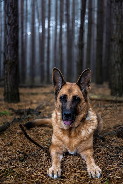 写真 森の中のシニアジャーマンシェパード犬の肖像画