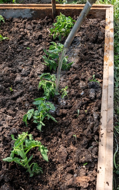 Senior grandfather gardening on the ground kneeling sunny day tomato seedlights and shovel in hands