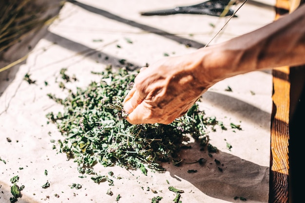 Senior healer hand picking herbal stem natural medicine