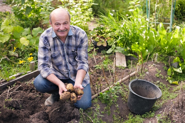 Senior hispanic man digs in kitchen garden potatos