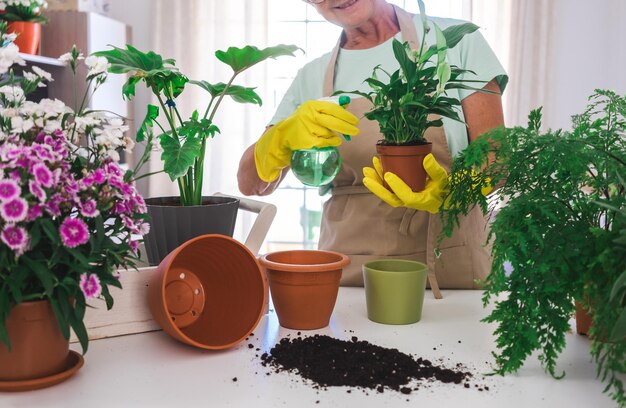 Senior kaukasische vrouw die tuiniert in vrijetijdskleding en beschermende handschoenen die voor kamerplanten zorgen concept van huistuin en hobby