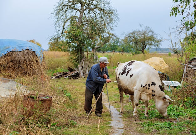 Senior male cow grazes in village