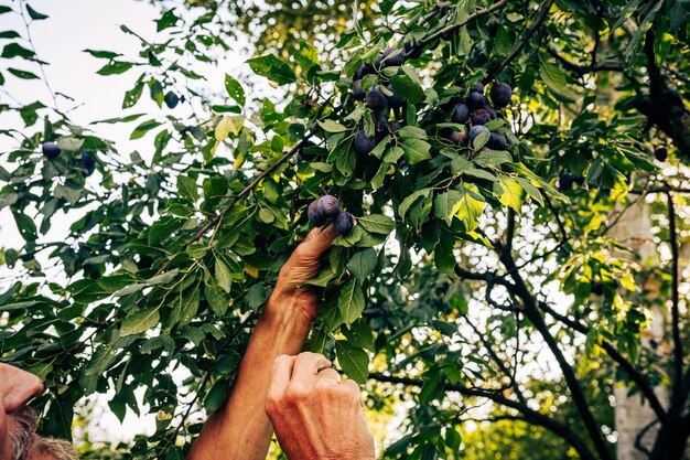 Senior male gardener gathering ripe plums closeup raw fruit\
from growth on tree farming occupation a