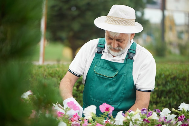 Photo senior male worker cutting flower in drawer in garden.