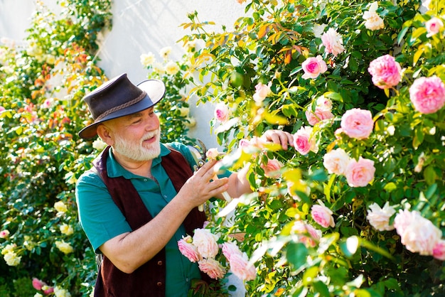 Senior man bloemen planten bij zomertuin boer in tuin rozen snijden volwassen oude man die ca