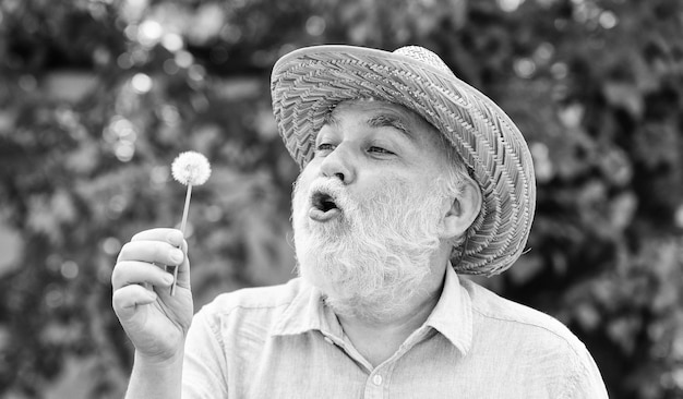 Senior man blowing dandelion seeds in park elderly man in straw\
summer hat concept memory loss concept of baldness and hair loss\
happy and carefree retirement grandpa farmer