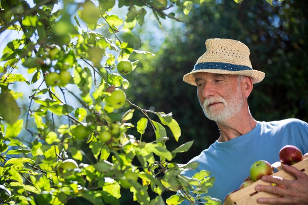 Senior man checking fruit in the garden