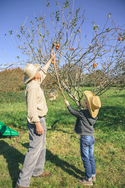 Senior man and cute happy kid picking fresh organic apples from the tree with a wood stick. Grandparents and grandchildren leisure time concept.