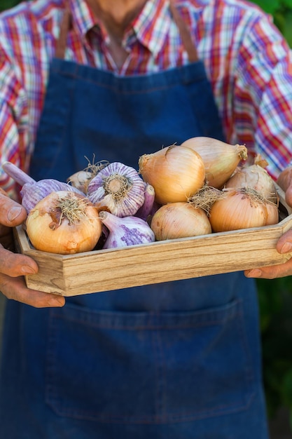 Senior man farmer worker holding harvest of organic garlic onion