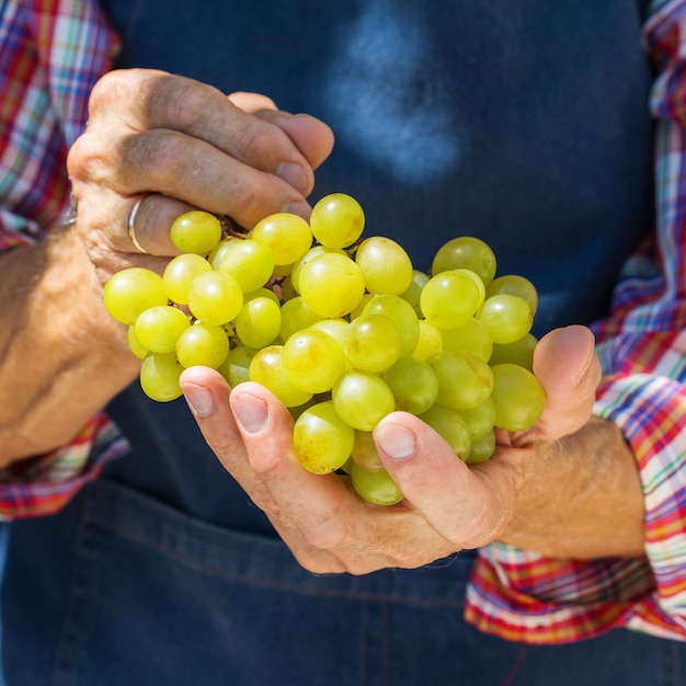 Senior man farmer worker holding harvest of organic grapes