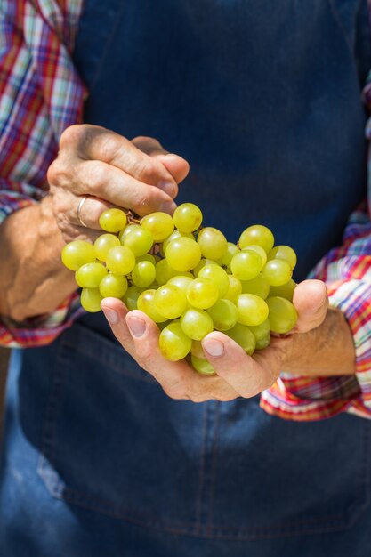 Senior man farmer worker holding harvest of organic grapes
