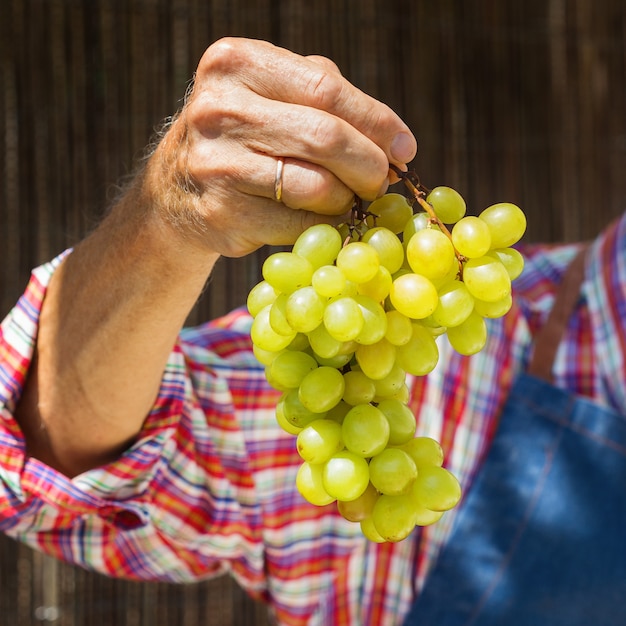 Senior man farmer worker holding harvest of organic grapes