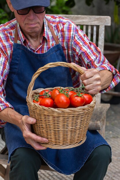 Senior man farmer worker holding harvest of organic tomato