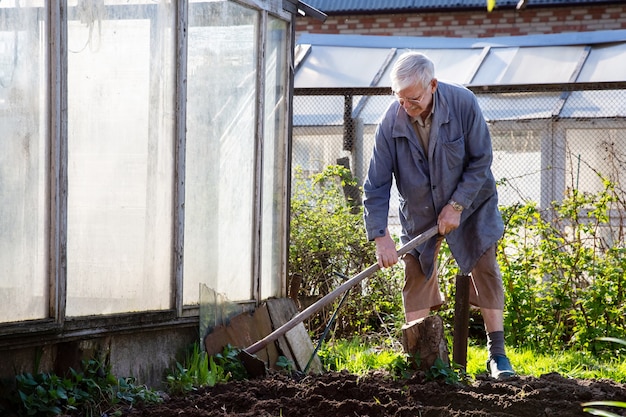 年配の男性庭師がジャガイモを植えている