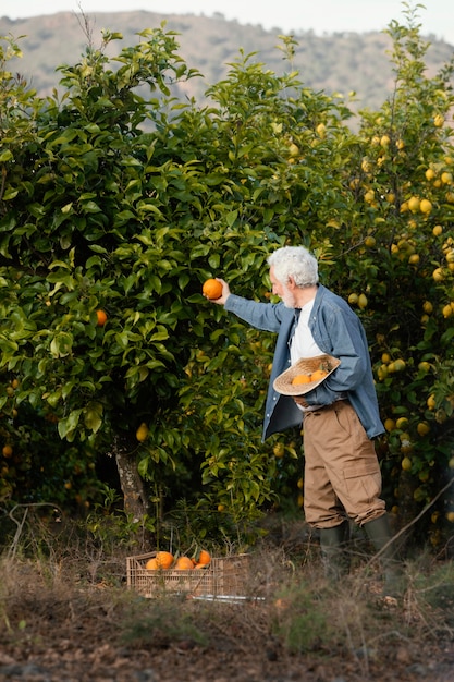 Senior man harvesting fresh oranges