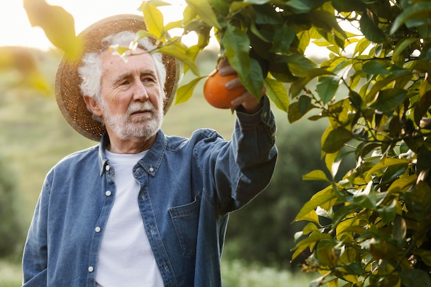 Senior man harvesting fresh oranges