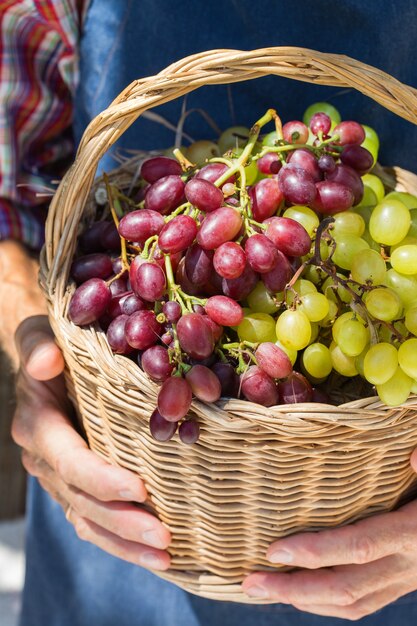 Senior man holding in hands harvest of grapes