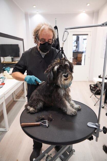 Senior man in mask brushing purebred dog in grooming salon