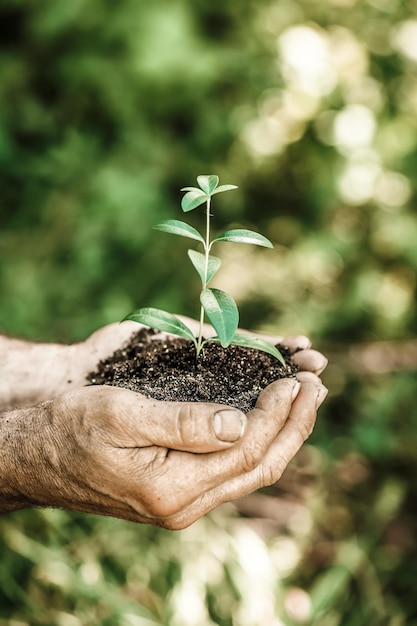 Senior man met jonge plant in handen tegen lente groene achtergrond Ecologie concept