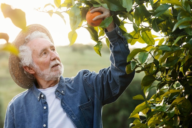 Senior man oogsten verse sinaasappelen