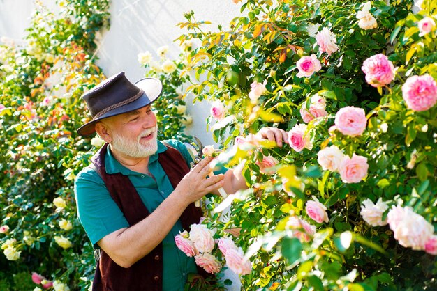 Senior man planting flowers at summer garden farmer in garden cutting roses mature old man taking ca