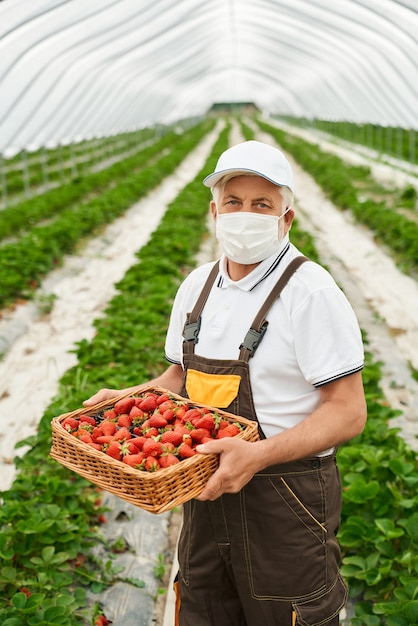 Uomo anziano in maschera protettiva che tiene stawberry rosso